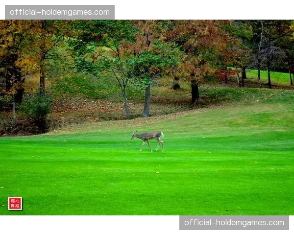 赛事因鹿群闯入球场而短暂中断,成为社交媒体热点 赛事因鹿群闯入球场而短暂中断,成为社交媒体热点